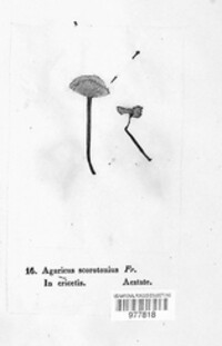 Mycetinis scorodonius image